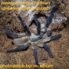 monocentropus balfouri 1-2 cm tarantula